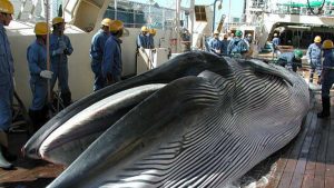 Caza de ballenas en japón. Foto: T13