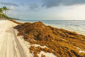 Playas de Quintana Roo con sargazo. Foto: Muy Interesante