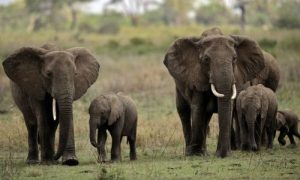 Elefantes mueren de hambre en Zimbabwe