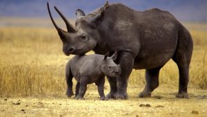 rinocerontes en peligro de extinción