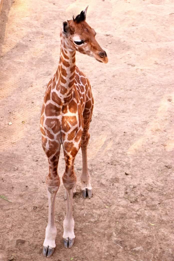 bebé jirafa del zoológico de Chapultepec