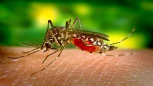 Reportan 2 mil 499 casos de dengue en México