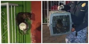 Brigada animal rescata a tlacuache atrapado en Coyoacán
