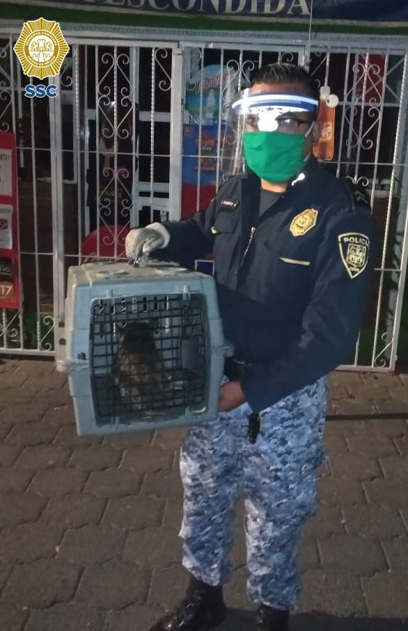 Brigada animal rescata a tlacuache atrapado en Coyoacán
