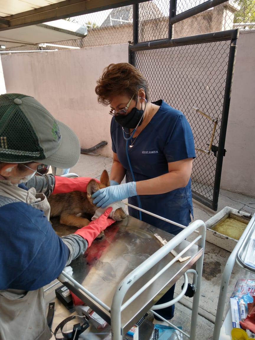 Nacen dos lobos mexicanos en el zoológico de San Juan de Aragón