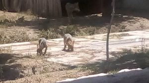 Nacen dos lobos mexicanos en el zoológico de San Juan de Aragón