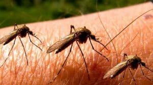Recomendaciones para evitar enfermedades transmitidas por mosquitos