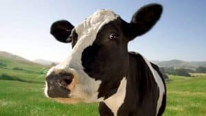 Burger King cambia dieta de sus vacas para reducir emisiones de metano