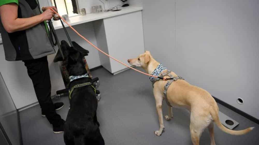 perros para detectar coronavirus