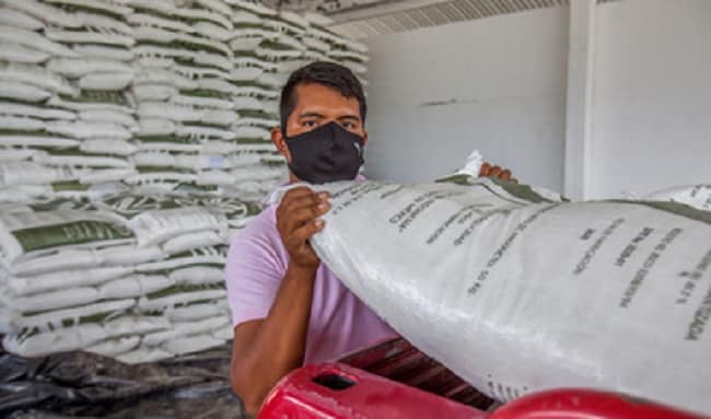 Reciben fertilizante casi cinco mil productores de maíz de pequeña escala de Morelos