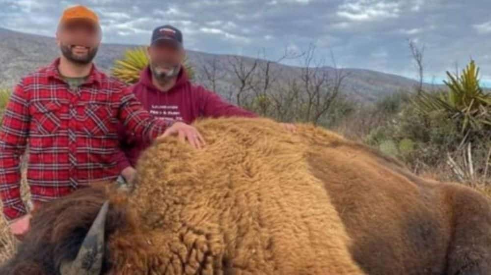 bisonte americano en Coahuila