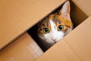 por qué los gatos aman las cajas de cartón