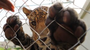 Ecatepec hábitat para jaguar