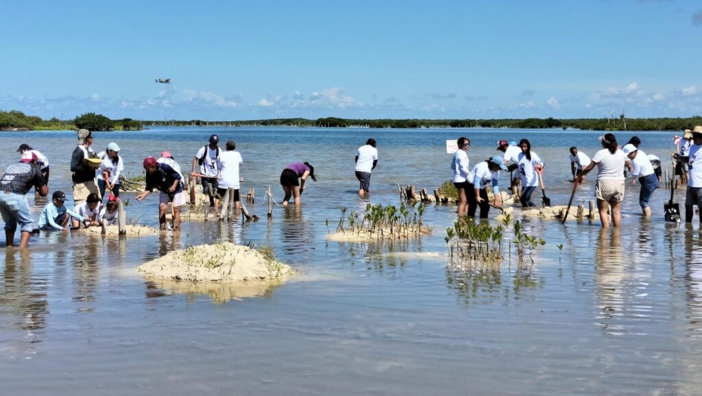 La Fundación de Parques y Museos encabezó una jornada de restauración de manglar con los Jóvenes MAB y los Guardianes del Mar 