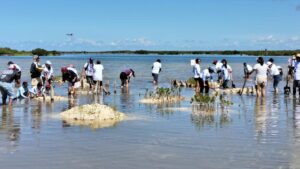 La Fundación de Parques y Museos encabezó una jornada de restauración de manglar con los Jóvenes MAB y los Guardianes del Mar 