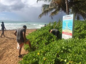 Grupo Royal Holiday mantiene su compromiso con la limpieza de playas y retiro de sargazo