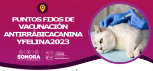 Gobierno de Sonora aplicará 136 mil 911 vacunas antirrábicas para perros y gatos del estado