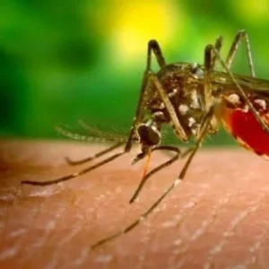 Detecta SSA caso de Paludismo importado; no hay riesgo de contagio en Sonora