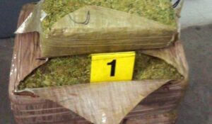 En San Luis Potosí, Guardia Nacional asegura aproximadamente 73 kilos de aparente marihuana que serían enviados por paquetería
