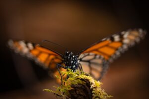Aniversario del encuentro con la Mariposa Monarca en EdoMex