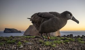Regresa el primer albatros patas negras criado en la Reserva de la Biosfera Isla Guadalupe