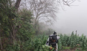 En Michoacán, Guardia Nacional y Ejército Mexicano destruyen más de 36 mil plantas de aparente marihuana